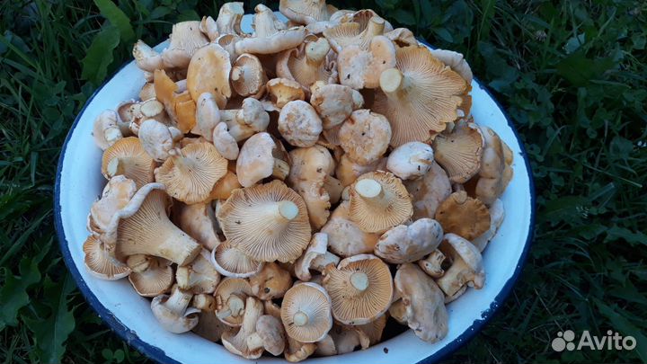 Свежие грибы лисички