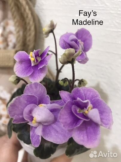 Сортовые фиалки