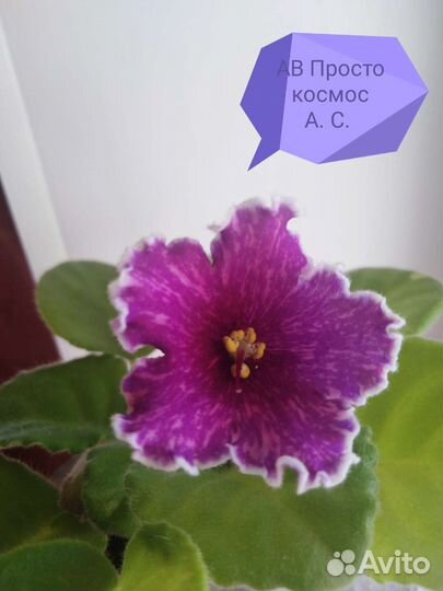 Фиалка(листы свежесрезанные)