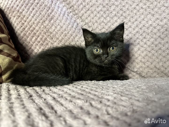 Шотландские котята