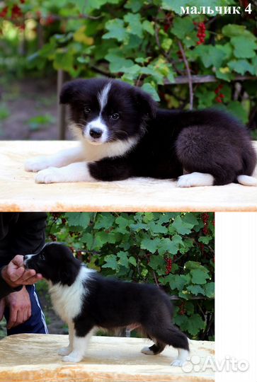 Бордер колли щенки