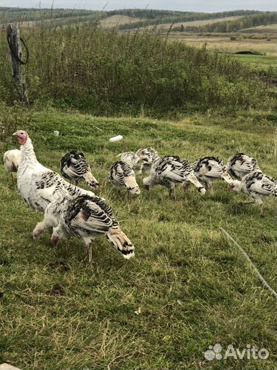 Гуси индейки утки в продоже