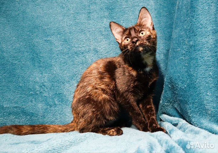 Кошечка Зося - вечный моторчик