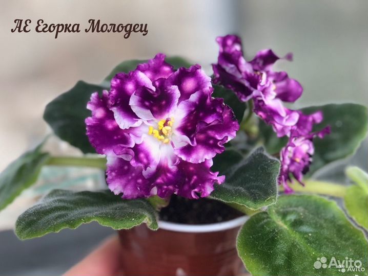 Сортовые фиалки