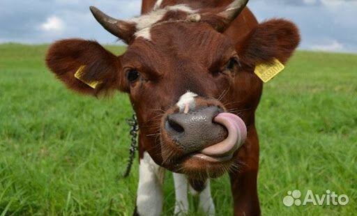 Дояр/Доярка