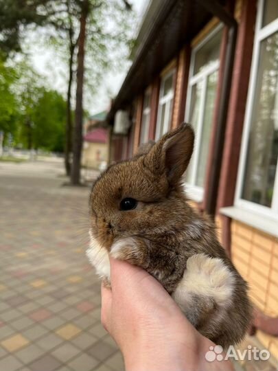 Кролик минилоп