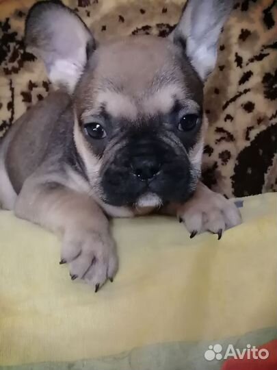 Французики