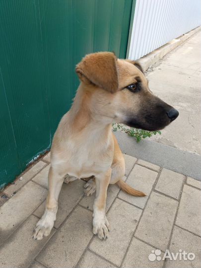 Отдам в добрые руки