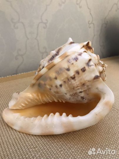 Ракушка морская для аквариума, очень красивая.Без