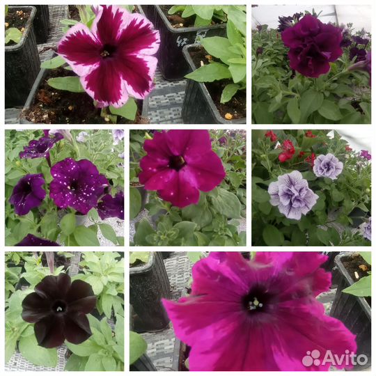 Продажа овощной рассады и цветов