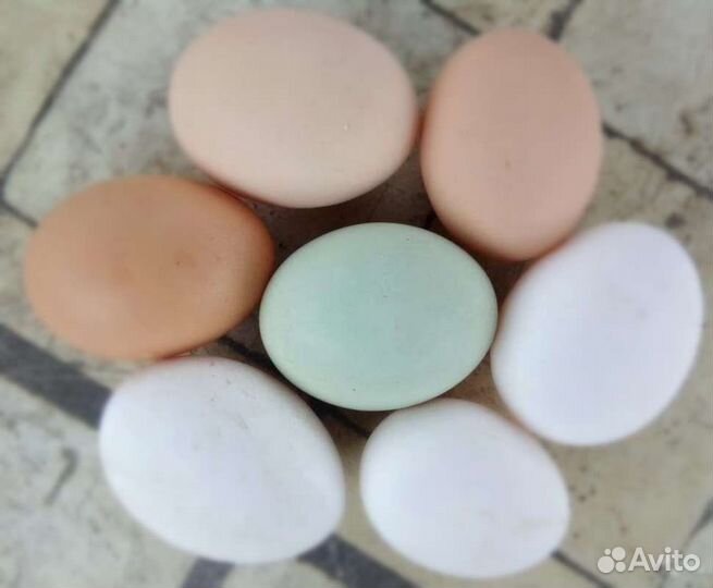 Яйца домашние куриные