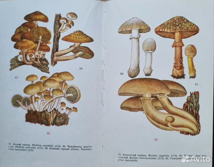 Васильева. Съедобные грибы Дальнего Востока. 1971