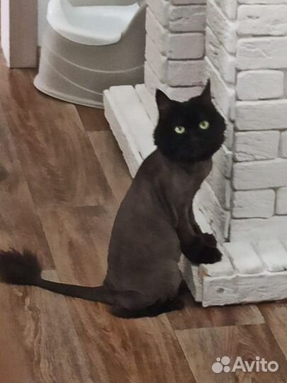 Стрижка кошек и собак на дому сегодня