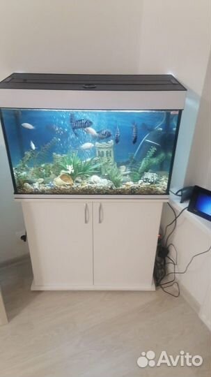 Аквариум 100 литров с тумбой и светом комплект