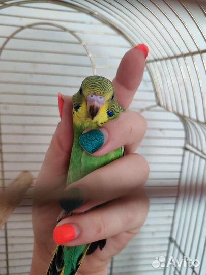 Волнистый попугай ручной