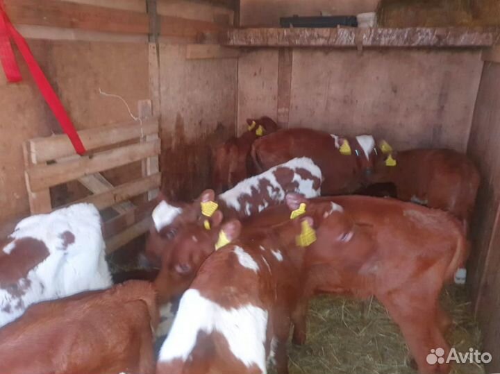 Телята телочки бычки доставка до двора