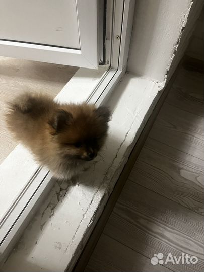 Померанский шпиц девочка