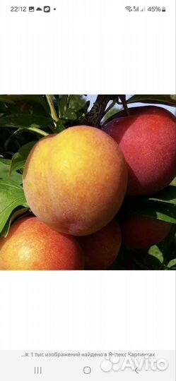 Шарафуга розовая