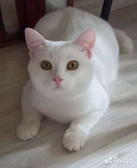 Дориан Грэй ищет дом