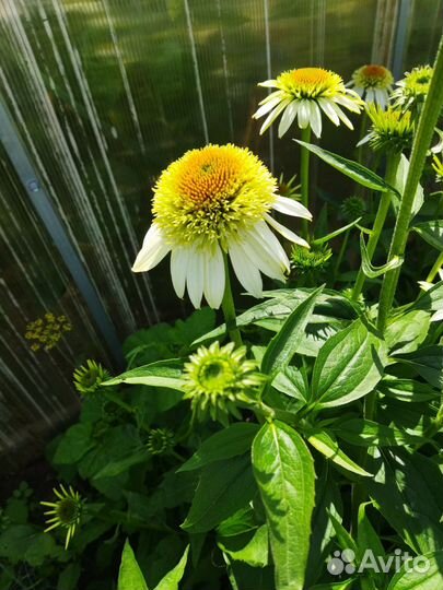 Эхинацея махровая