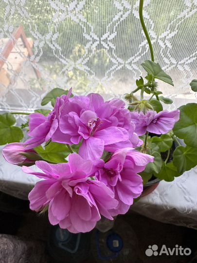 Пеларгония герань Pak Blue Sybil