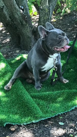 Французский бульдог вязка