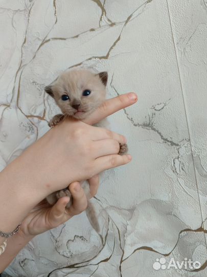 Котята сфинкс
