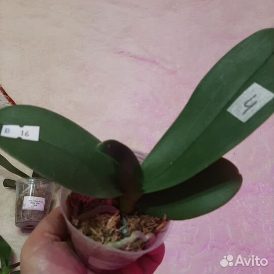 Орхидея I-Hsin Pixie Reds -'225'(бабочка)