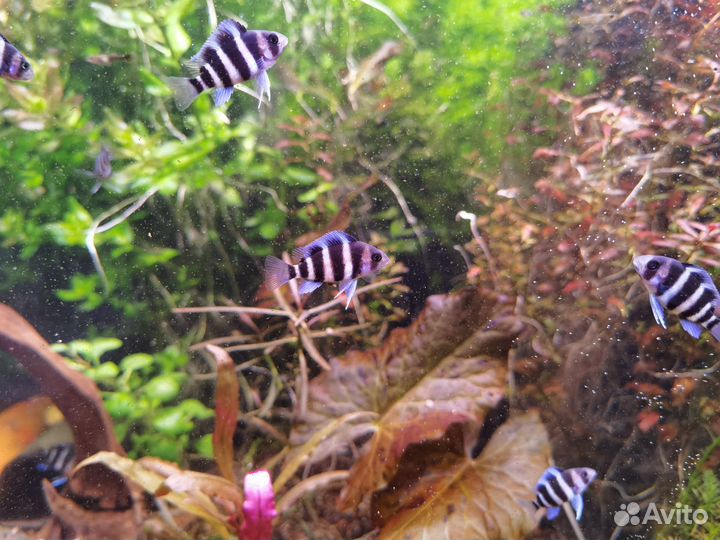 Фронтоза Бурунди