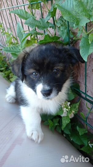 Щенок в добрые руки бесплатно