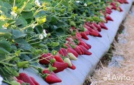 Рассада клубника Кабрилло