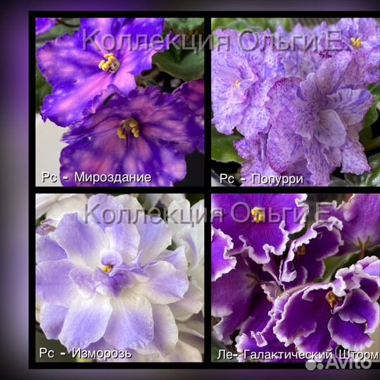 Фиалка в горшках