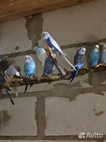 Волнистые попугаи только опт,кареллы,неразлучники