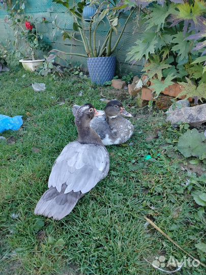 Мускусные утки