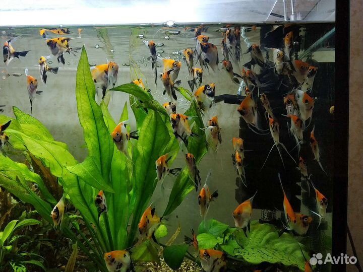 Аквариумные рыбки