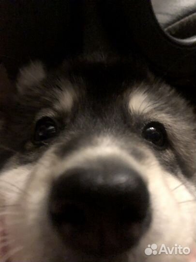 Щенок Метис Хаски и Лайки