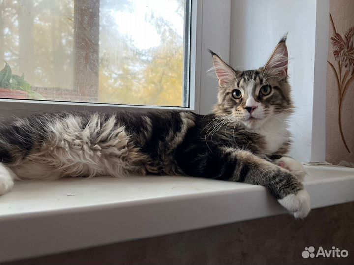 Котята мейн-кун