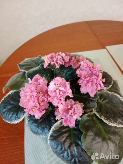 Сортовые фиалки