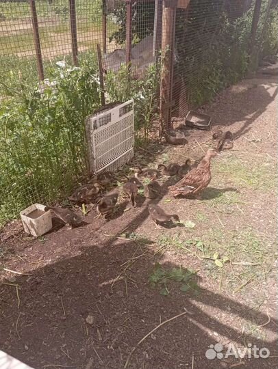 Утки подсадные для охоты