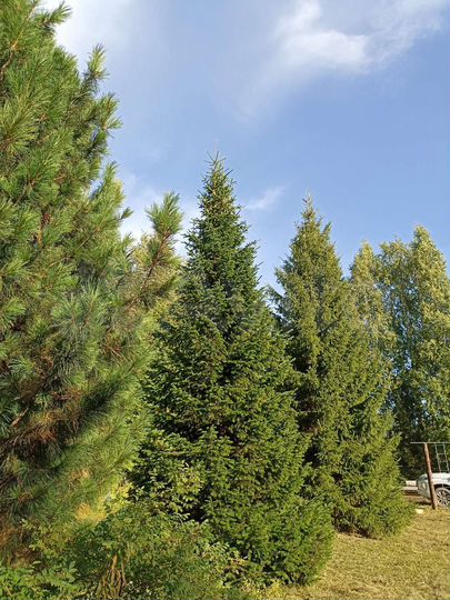 Дача 60 м² на участке 15 сот.