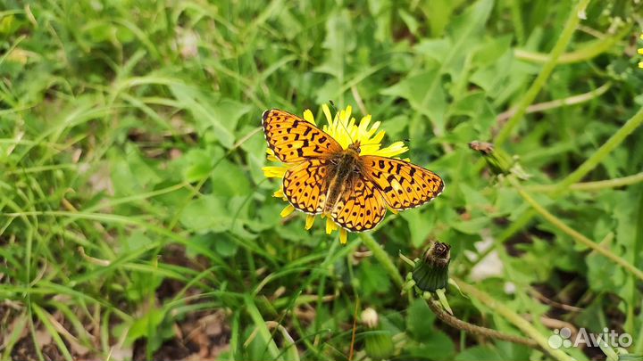 Ящик для рамок