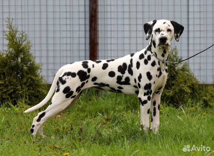 Щенки далматина с тестами, из питомника РКФ