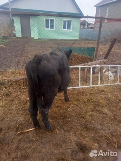 Крс. Корова, бык, бычок