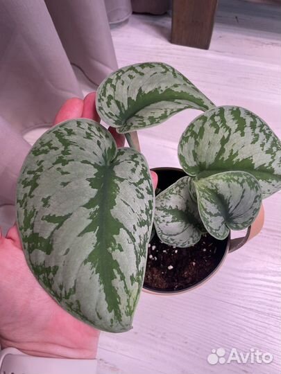 Сциндапсус пиктус треби