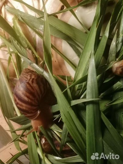 Улитка ахатину иммакулята