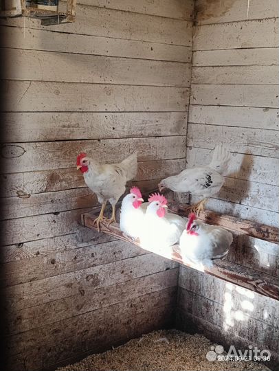 Молодые петухи