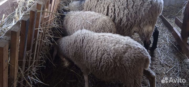 Овцы бараны ягнята