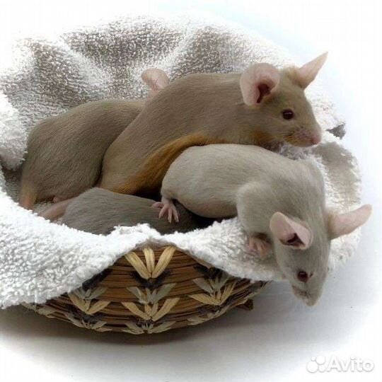 Сатиновая мышь