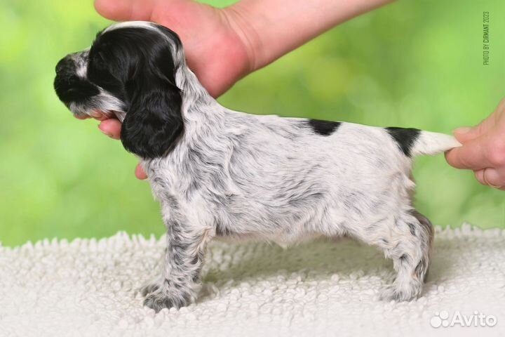 Собаки кокер спаниель