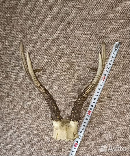 Рога косули